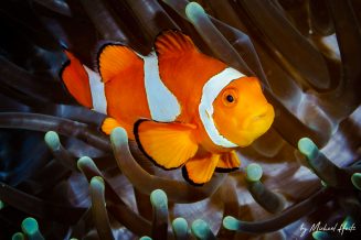 Anemonefish