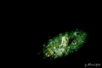 Costasiella kuroshimae