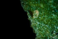 Costasiella Kuroshimae