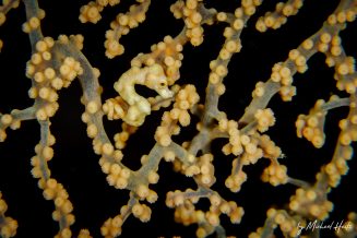 Denise Pygmy Seahorse