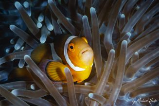 Anemonefish