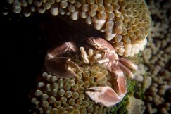 bastianos-8324-squashed