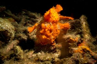 bastianos-8537-squashed