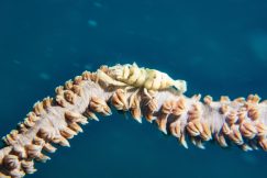 bastianos-8582-squashed