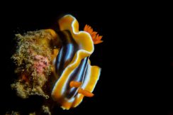 bastianos-8637-squashed