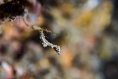 bastianos-9011-squashed