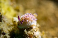 bastianos-9349-squashed