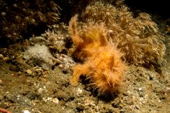 bastianos-9392-squashed