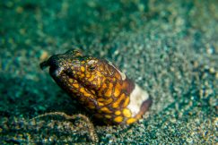 bastianos-9483-squashed