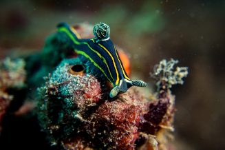 bastianos-9602-squashed