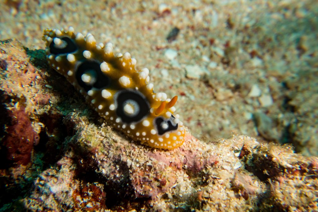 Phyllidia Ocellata