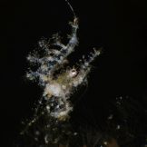 anilao-6018